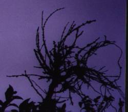 Balpehor : Themes of Desolation and Dark Feelings